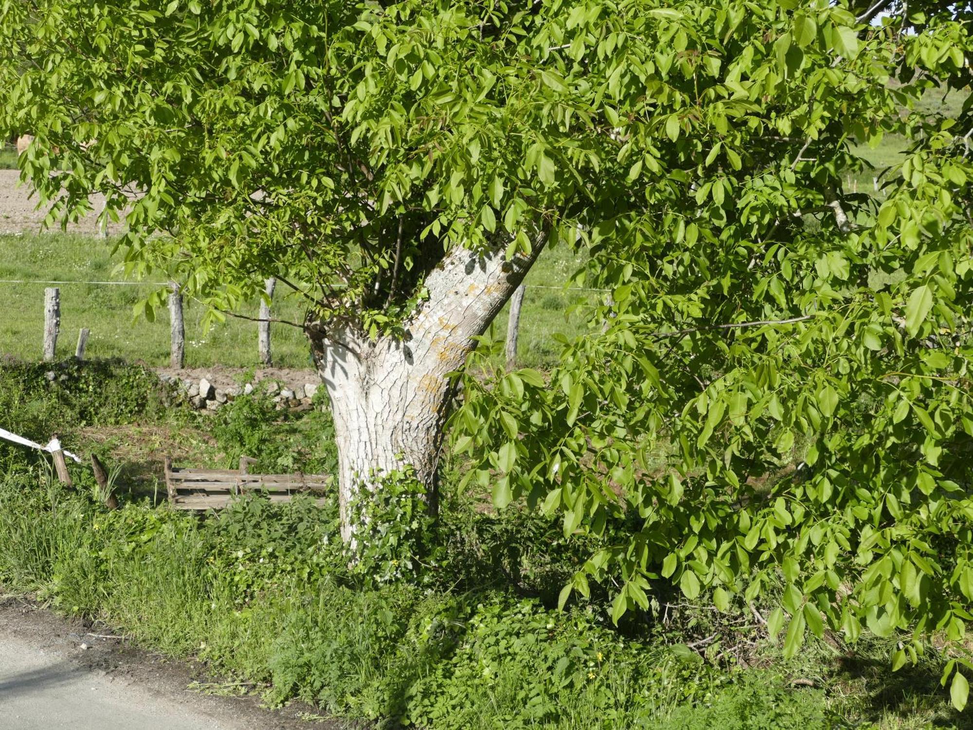 Pension O Corazon Da Ribeira Sacra La Teijeira Εξωτερικό φωτογραφία